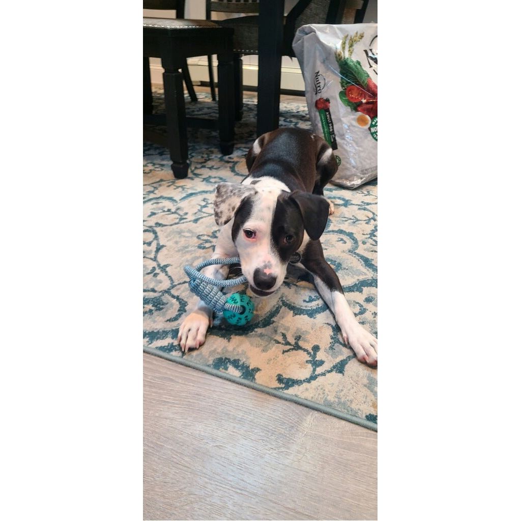Woozapet Durable Rope Dog Toy With Pet