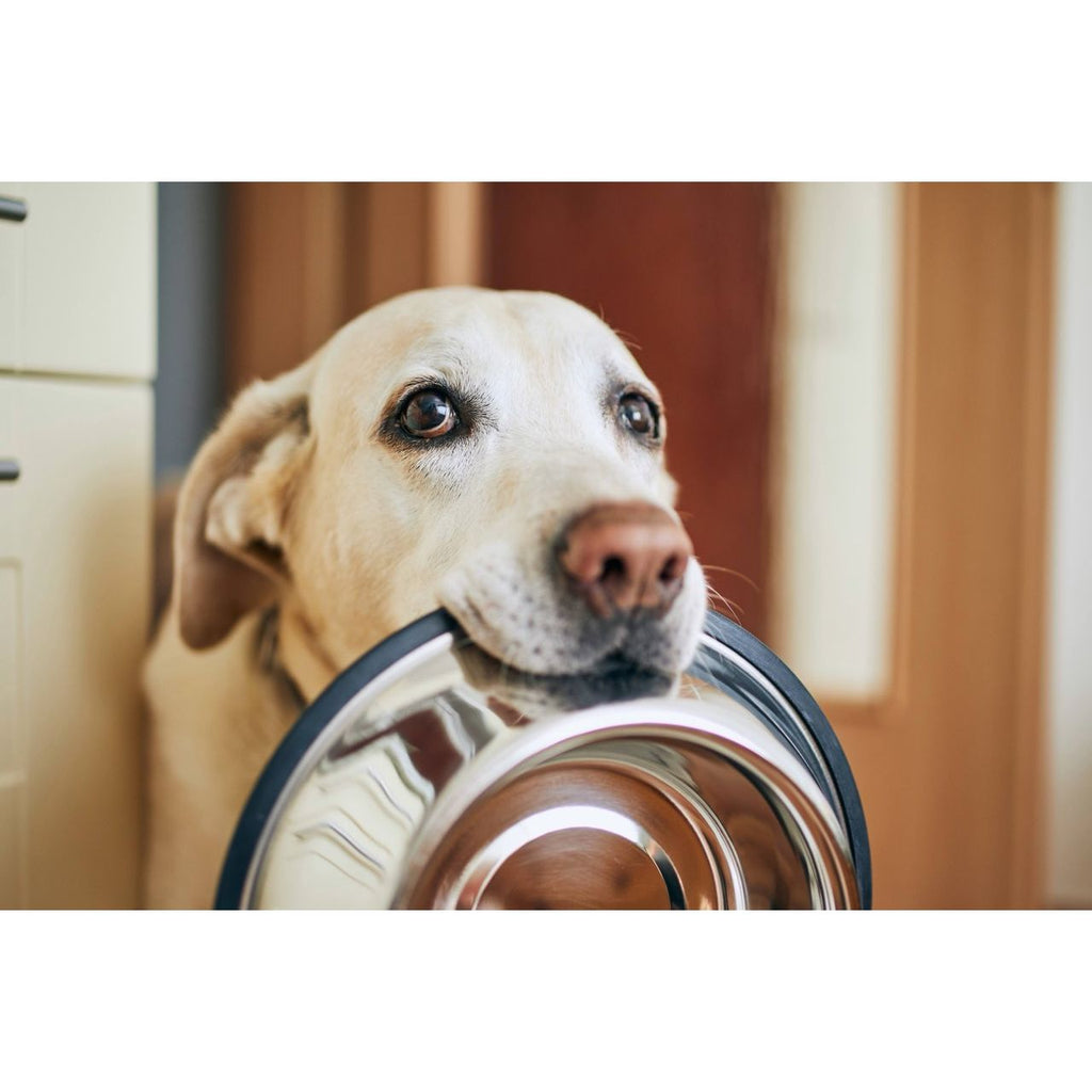 WOOZAPET Snuffle Mat for Dogs – Elite Pet Distributors